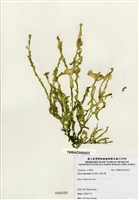 藏品(網石蓴)的圖片